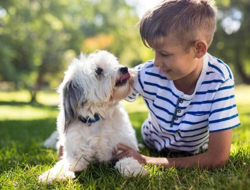 Return of Lost Pets to Families