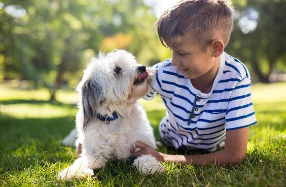 Return of Lost Pets to Families - BarkCity Dog training